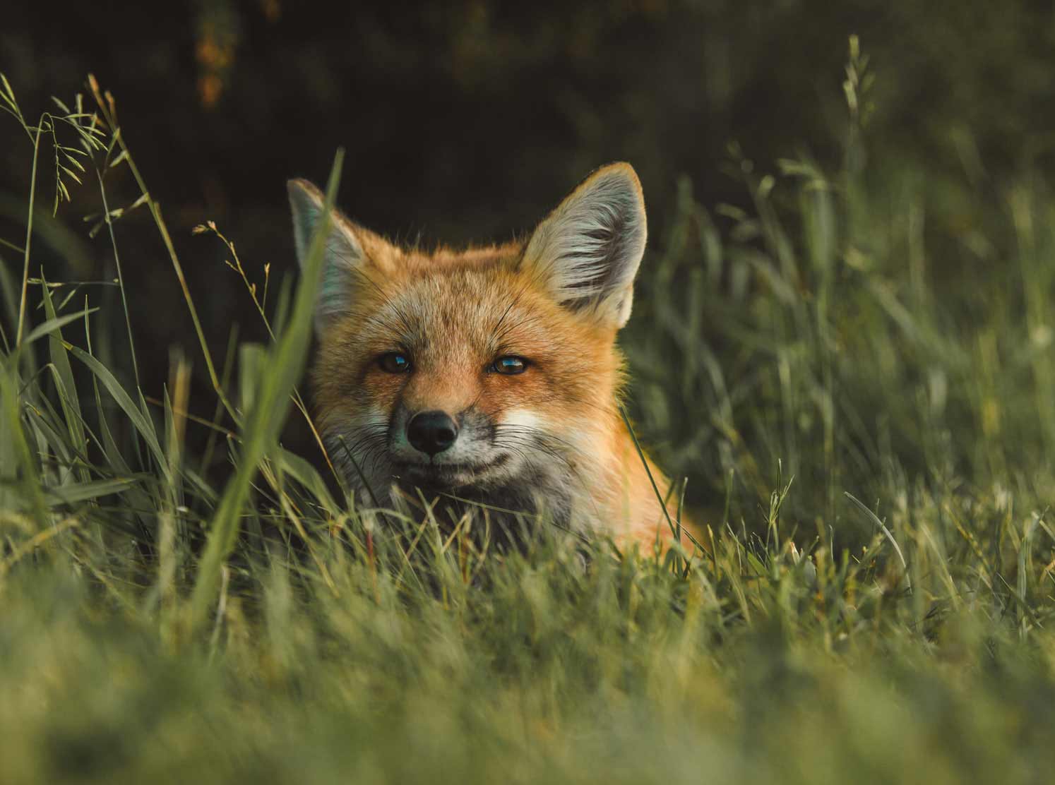 fox photography