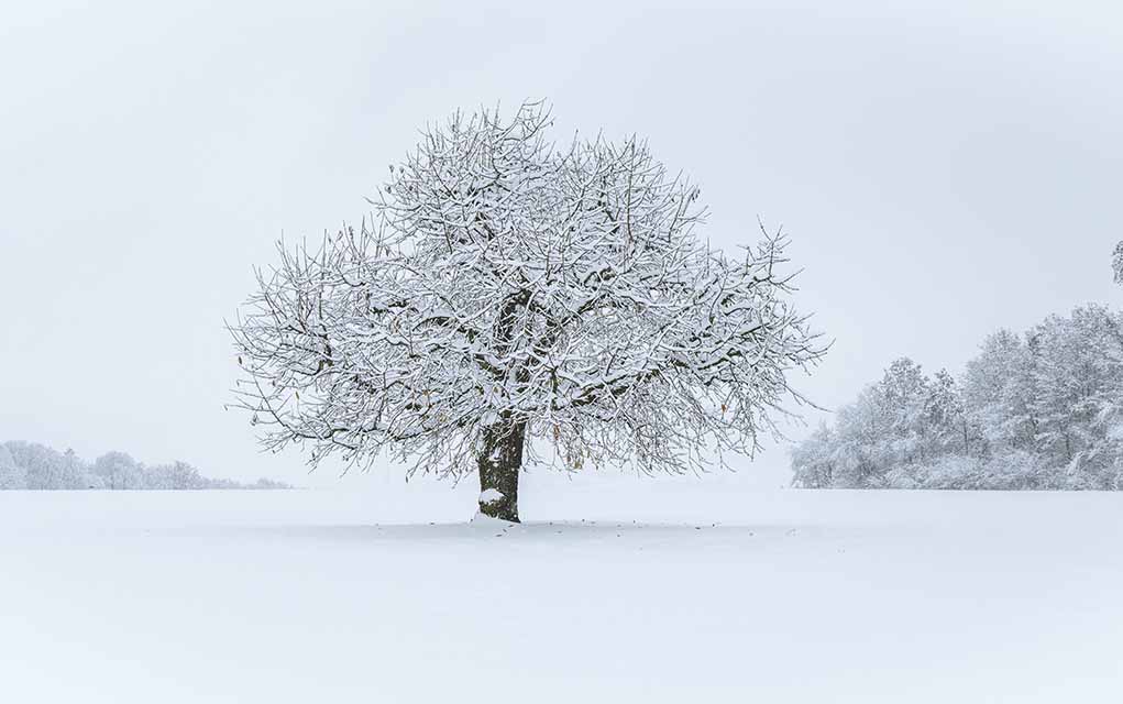 snowy landscape with tree.